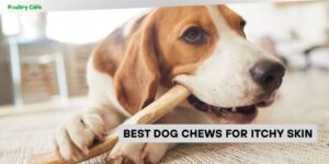 best dog chews for itchy skin