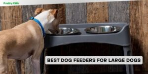 best dog feeders for large dogs