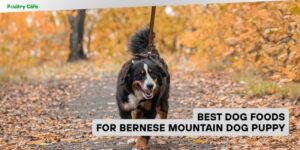 best dog foods for bernese mountain dog puppy