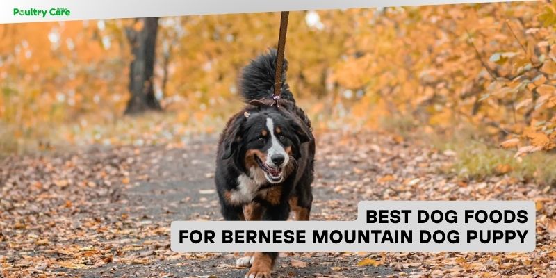 best dog foods for bernese mountain dog puppy