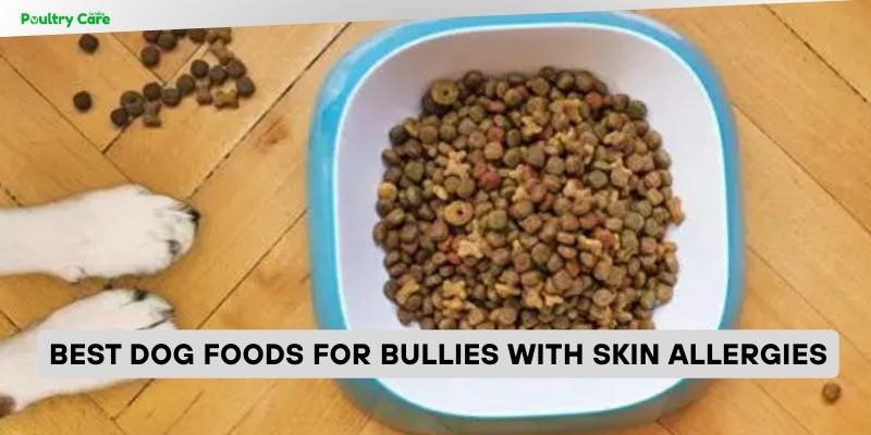 best dog foods for bullies with skin allergies