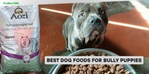 best dog foods for bully puppies