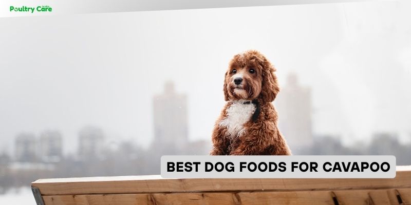 best dog foods for cavapoo