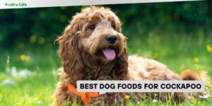 best dog foods for cockapoo
