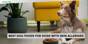 best dog foods for dogs with skin allergies