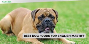 best dog foods for english mastiff