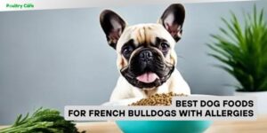 best dog foods for french bulldogs with allergies