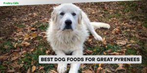 best dog foods for great pyrenees