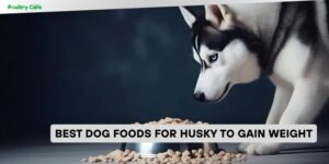 best dog foods for husky to gain weight