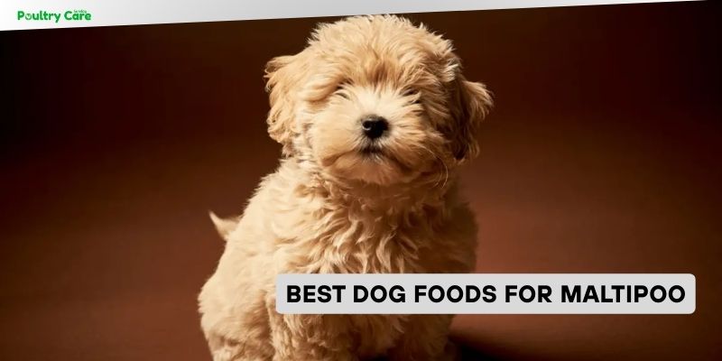 best dog foods for maltipoo