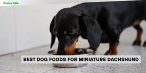 best dog foods for miniature dachshund