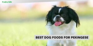 best dog foods for pekingese