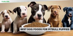 best dog foods for pitbull puppies