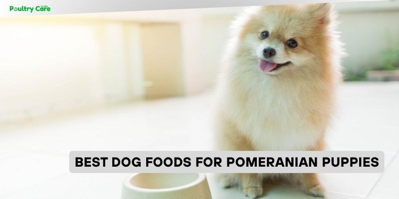 best dog foods for pomeranian puppies