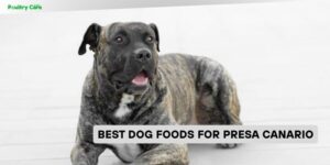 best dog foods for presa canario