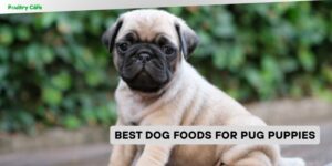 best dog foods for pug puppies