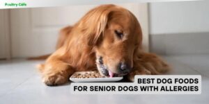 best dog foods for senior dogs with allergies