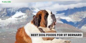 best dog foods for st bernard
