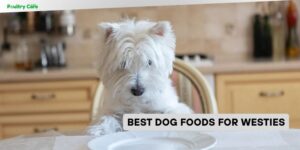 best dog foods for westies