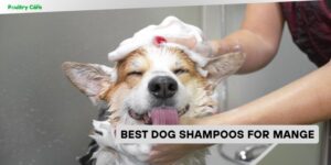 best dog shampoos for mange