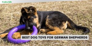 best dog toys for german shepherds