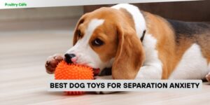 best dog toys for separation anxiety