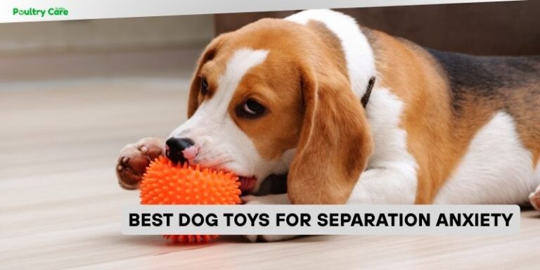 View of 10 Best Dog Toys For Separation Anxiety – Top Picks Of 2026