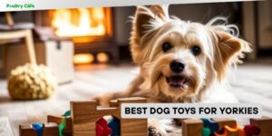best dog toys for yorkies