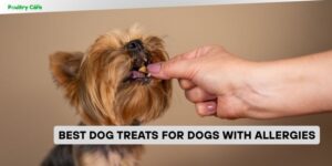 best dog treats for dogs with allergies
