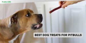 best dog treats for pitbulls