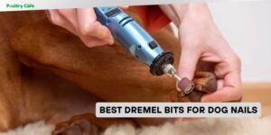 best dremel bits for dog nails