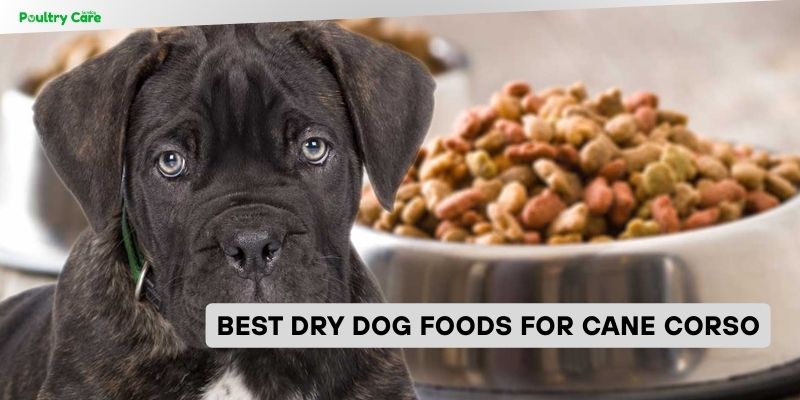 best dry dog foods for cane corso