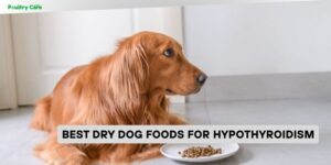 best dry dog foods for hypothyroidism