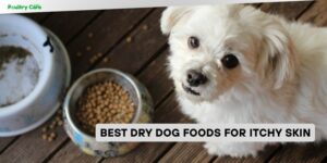best dry dog foods for itchy skin
