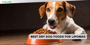 best dry dog foods for lipomas