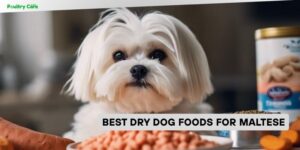 best dry dog foods for maltese