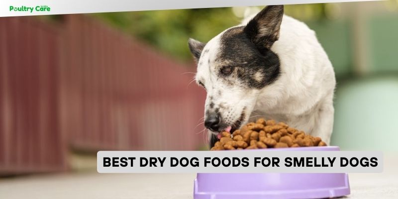 best dry dog foods for smelly dogs