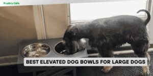 best elevated dog bowls for large dogs