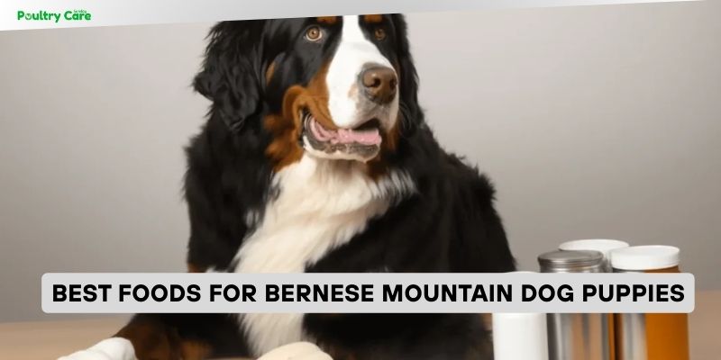 best foods for bernese mountain dog puppies