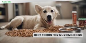 best foods for nursing dogs
