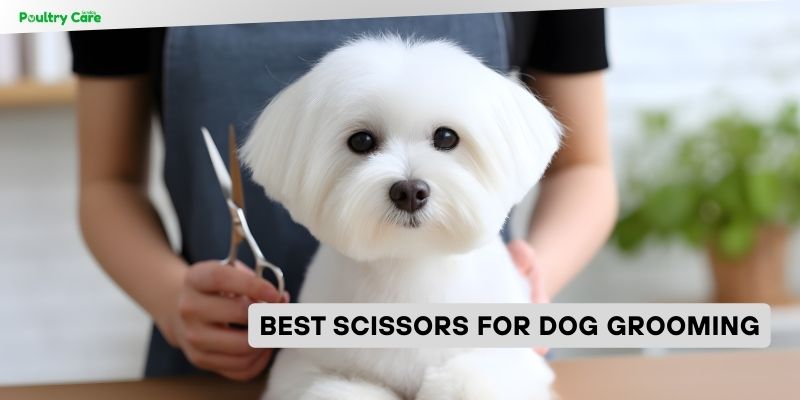 best scissors for dog grooming
