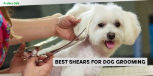 best shears for dog grooming