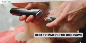 best trimmers for dog paws