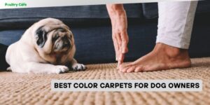 best color carpets for dog owners