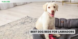 best dog beds for labradors