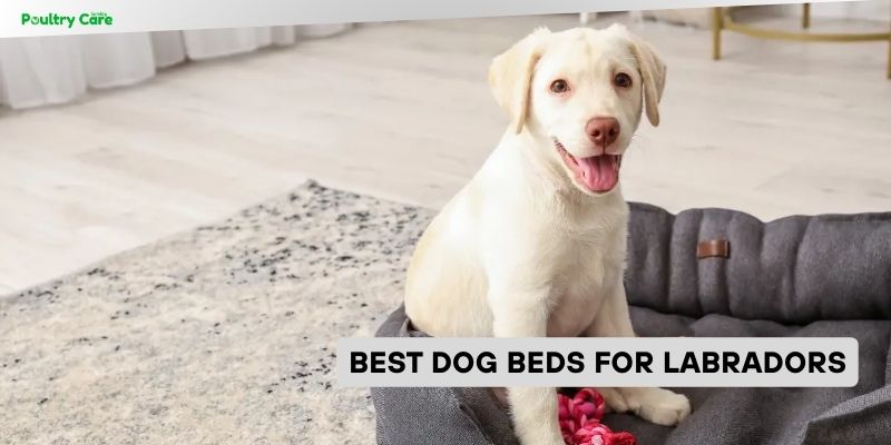 best dog beds for labradors