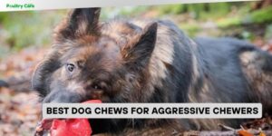 best dog chews for aggressive chewers