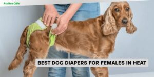 best dog diapers for females in heat