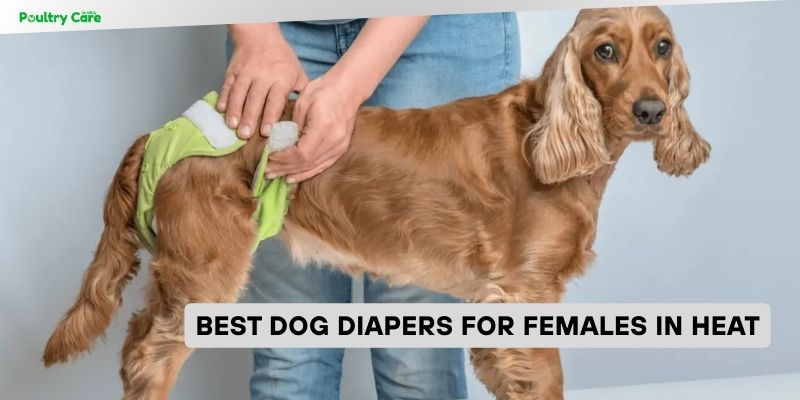 best dog diapers for females in heat