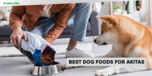 best dog foods for akitas